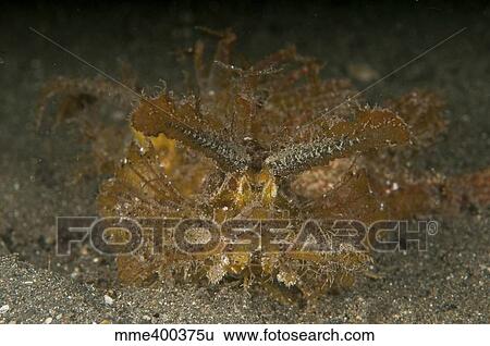 Green ambon scorpionfish, North Sulawesi. View Large Photo Image Stock Photograph - Green ambon scorpionfish, North Sulawesi.. Fotosearch