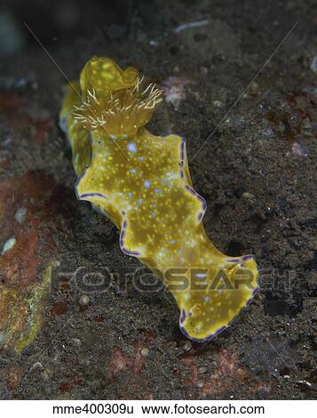 Green and purple T-bar nudibranch, Bali, Indonesia. View Large Photo Image Stock Photograph - Green and purple T-bar nudibranch, Bali, Indonesia.. Fotosearch