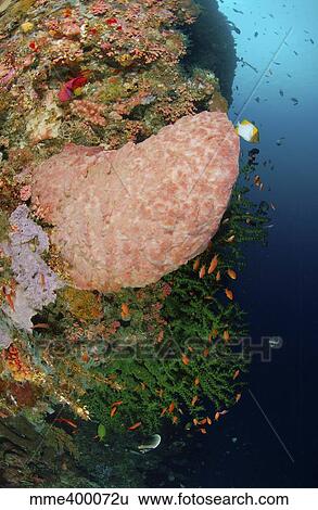 Stock Photograph - Green coral with red fish and pink sponge, North Sulawesi, Indonesia.. Fotosearch