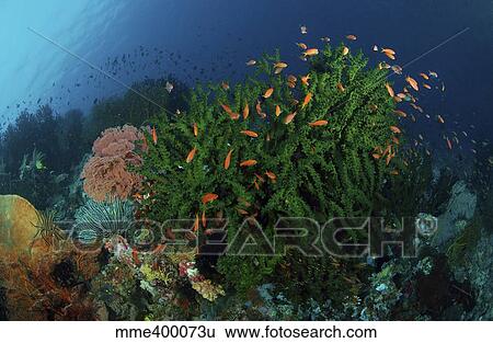 Green coral with red fish, North Sulawesi, Indonesia. View Large Photo Image Stock Photograph - Green coral with red fish, North Sulawesi, Indonesia.. Fotosearch