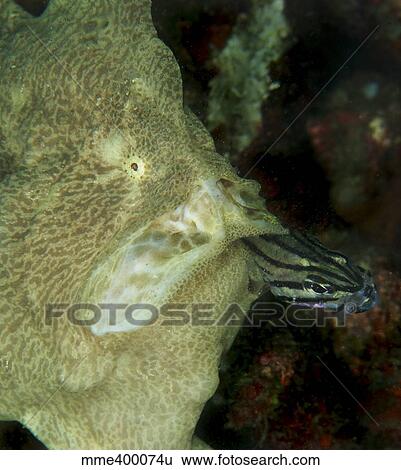 Stock Photograph - Green frogfish eating striped cardinalfish.. Fotosearch