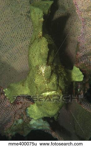 Green frogfish in sponge, North Sulawesi, Indonesia. View Large Photo Image Stock Photograph - Green frogfish in sponge, North Sulawesi, Indonesia.. Fotosearch
