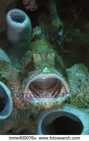Stock Photograph - Green grouper with open mouth, North Sulawesi, Indonesia.. Fotosearch