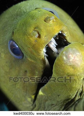 Stock Photograph - Green moray eel close-up on Caribbean reef.. Fotosearch