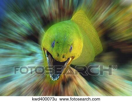 Green moray eel on caribbean reef. View Large Photo Image Stock Photograph - Green moray eel on caribbean reef.. Fotosearch