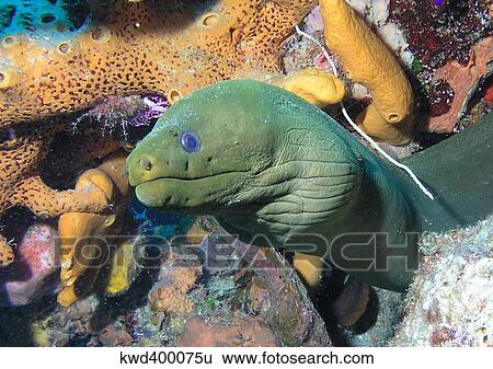 Green moray eel on Caribbean reef. View Large Photo Image Stock Photograph - Green moray eel on Caribbean reef.. Fotosearch