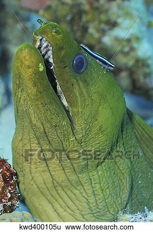 Stock Photograph - Green moray eel on Caribbean reef.. Fotosearch
