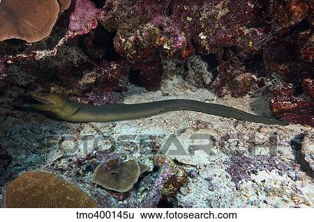 Stock Photograph - Green Moray getting cleaned by a Banded Cleaner Shrimp.. Fotosearch
