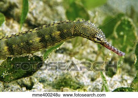 Stock Photograph - Green scribbled pipefish with pink snout, North Sulawesi.. Fotosearch