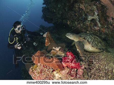 Green sea turtle and underwater photographer, North Sulawesi. View Large Photo Image Stock Photograph - Green sea turtle and underwater photographer, North Sulawesi.. Fotosearch