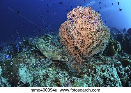 Green sea turtle near a pink gorgonian sea fan, North Sulawesi. View Large Photo Image Stock Photograph - Green sea turtle near a pink gorgonian sea fan, North Sulawesi.. Fotosearch