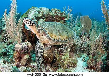 Green sea turtle on Caribbean reef. View Large Photo Image Stock Photograph - Green sea turtle on Caribbean reef.. Fotosearch