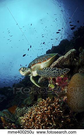 Stock Photograph - Green sea turtle resting on a plate coral, North Sulawesi.. Fotosearch