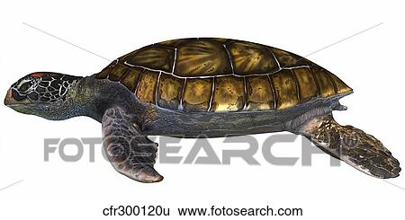 Green Sea Turtle View Large Illustration Stock Illustration - Green Sea Turtle. Fotosearch