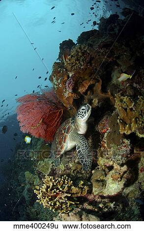 Green sea turtle with a red gorgonian sea fan, North Sulawesi. View Large Photo Image Stock Photograph - Green sea turtle with a red gorgonian sea fan, North Sulawesi.. Fotosearch