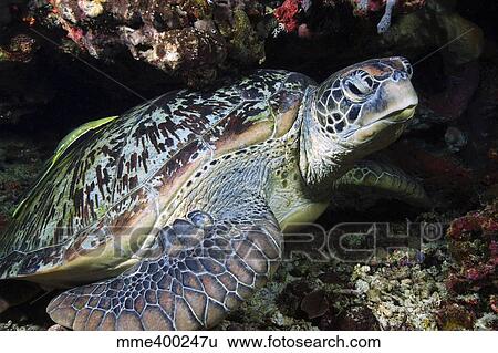 Stock Photograph - Green sea turtle with a remora on its shell, North Sulawesi.. Fotosearch