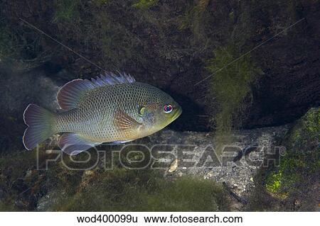 Stock Photograph - Green Sunfish swimming along the rocky bottom of Fanning Springs, Florida.. Fotosearch