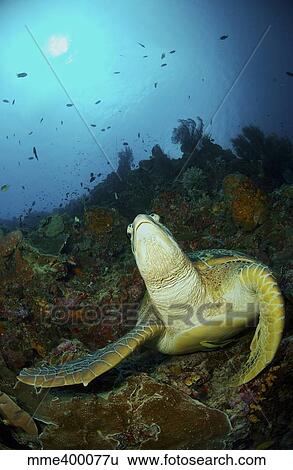 Stock Photograph - Green turtle on reef, Manado, North Sulawesi, Indonesia.. Fotosearch