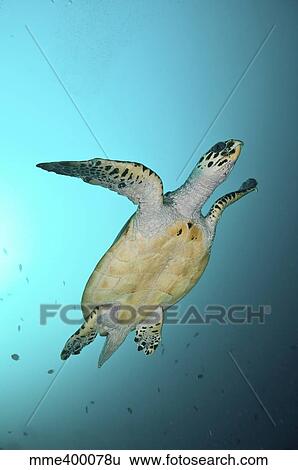 Stock Photograph - Green turtle swimming, Sabah, Malaysia.. Fotosearch