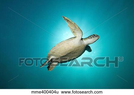 Green turtle swimming with sunburst, New South Wales, Australia. View Large Photo Image Stock Photograph - Green turtle swimming with sunburst, New South Wales, Australia.. Fotosearch