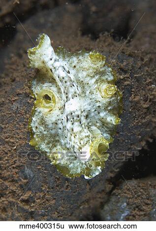 Green, white and brown flatworm, Bali, Indonesia. View Large Photo Image Stock Photograph - Green, white and brown flatworm, Bali, Indonesia.. Fotosearch