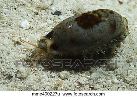 Grey and brown wandering cowries, South China Sea. View Large Photo Image Stock Photograph - Grey and brown wandering cowries, South China Sea.. Fotosearch