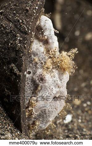 Stock Photograph - Grey frogfish in coconut shell.. Fotosearch