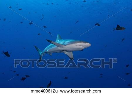 Grey reef shark patrolling in blue water, Palau, Micronesia. View Large Photo Image Stock Photograph - Grey reef shark patrolling in blue water, Palau, Micronesia.. Fotosearch