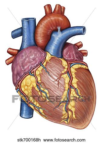 Gross anatomy of the human heart. View Large Illustration Drawing - Gross anatomy of the human heart.. Fotosearch