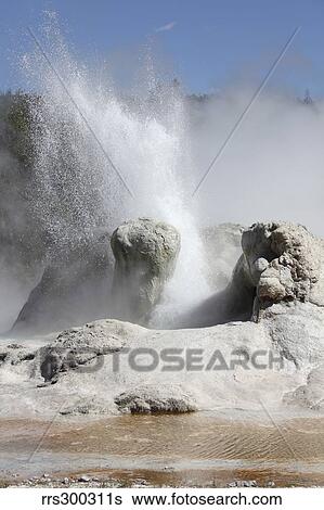 Stock Photograph - Grotto Geyser erupting, Upper Geyser Basin geothermal area, Yellowstone National Park.. Fotosearch