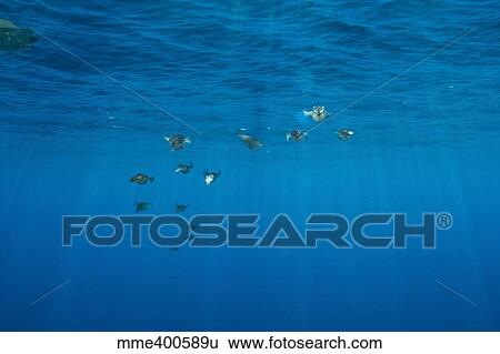 Stock Photograph - Group of bigfin reef squid with sharp sunrays piercing the surface.. Fotosearch