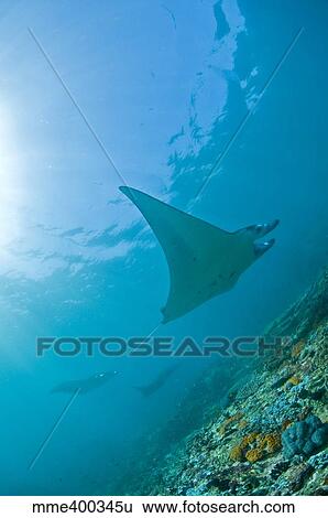 Stock Photograph - Group of manta rays in blue water, Komodo, Indonesia.. Fotosearch