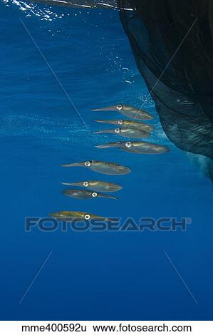 Group of squids in formation near fishing net. View Large Photo Image Stock Photograph - Group of squids in formation near fishing net.. Fotosearch