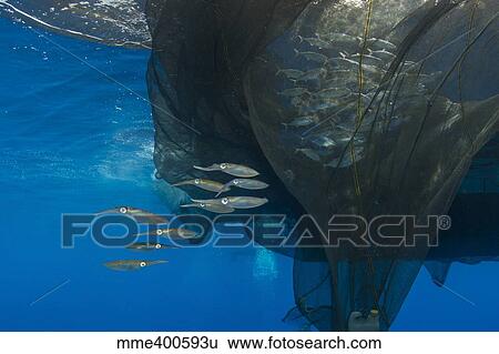 Group of squids in formation near fishing net. View Large Photo Image Stock Photograph - Group of squids in formation near fishing net.. Fotosearch