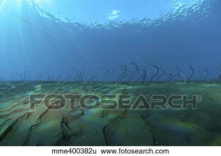 Stock Photograph - Group of undulating garden eels in morning sun rays, Bali, Indonesia.. Fotosearch