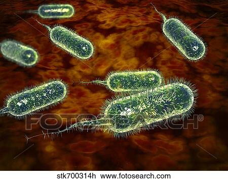 Group of vibrio cholerae bacteria which causes cholera. View Large Illustration Drawing - Group of vibrio cholerae bacteria which causes cholera.. Fotosearch