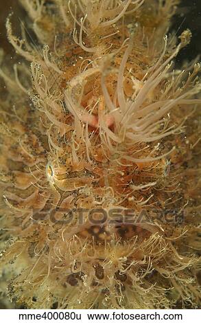 Hairy frogfish, North Sulawesi, Indonesia. View Large Photo Image Stock Photograph - Hairy frogfish, North Sulawesi, Indonesia.. Fotosearch