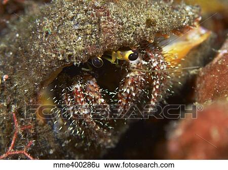 Stock Photograph - Hairy-legged hermit crab emerging out of its shell, Bali, Indonesia.. Fotosearch