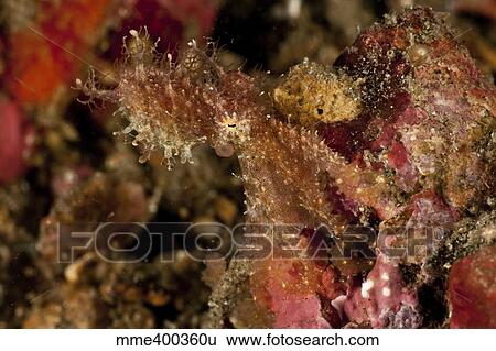 Hairy octopus hovering over rubble, North Sulawesi. View Large Photo Image Stock Photograph - Hairy octopus hovering over rubble, North Sulawesi.. Fotosearch