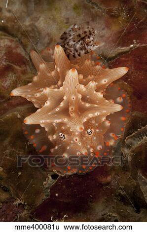 Stock Photograph - Halgerda batangas nudibranch, North Sulawesi, Indonesia.. Fotosearch