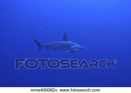 Stock Photograph - Hammerhead shark, Christmas Island, Australia.. Fotosearch