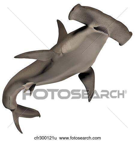 Hammerhead Shark View Large Illustration Stock Illustration - Hammerhead Shark. Fotosearch