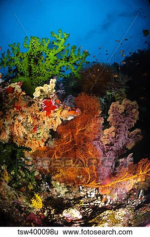 Stock Photograph - Hard coral and soft coral seascape, Fiji.. Fotosearch