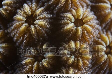 Hard coral polyps at 3x life size, Bonaire, Caribbean Netherlands. View Large Photo Image Stock Photograph - Hard coral polyps at 3x life size, Bonaire, Caribbean Netherlands.. Fotosearch