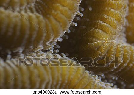 Stock Photograph - Hard coral polyps at 5x life size, Bonaire, Caribbean Netherlands.. Fotosearch
