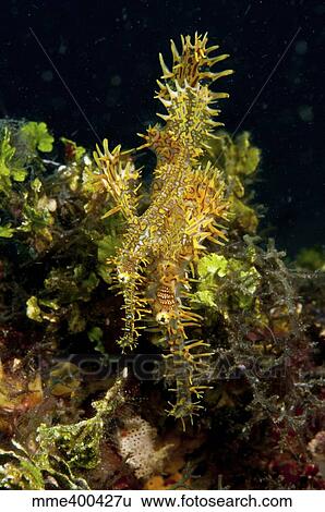 Harlequin ghost pipefish, Lembeh Strait, North Sulawesi, Indonesia. View Large Photo Image Stock Photograph - Harlequin ghost pipefish, Lembeh Strait, North Sulawesi, Indonesia.. Fotosearch
