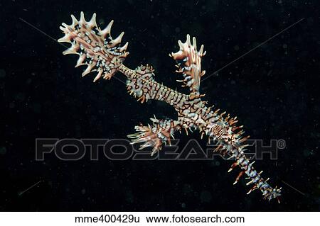 Stock Photograph - Harlequin ghost pipefish with fins spread wide, North Sulawesi.. Fotosearch