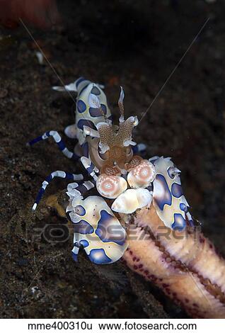 Harlequin shrimp eating the arm of a starfish, Bali, Indonesia. View Large Photo Image Stock Photograph - Harlequin shrimp eating the arm of a starfish, Bali, Indonesia.. Fotosearch