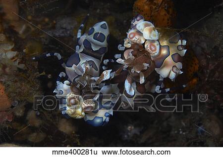 Stock Photograph - Harlequin shrimp feeding on the arm of an orange starfish, Bali, Indonesia.. Fotosearch