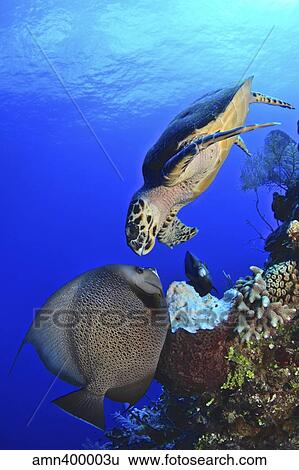 Hawksbill sea turtle and gray angelfish share a special moment. View Large Photo Image Stock Photograph - Hawksbill sea turtle and gray angelfish share a special moment.. Fotosearch